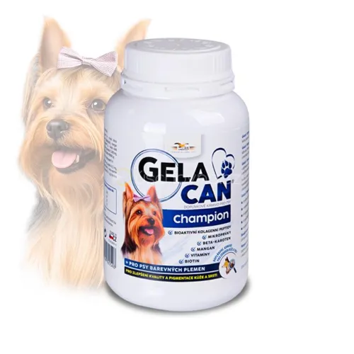 Gelacan Champion Color
