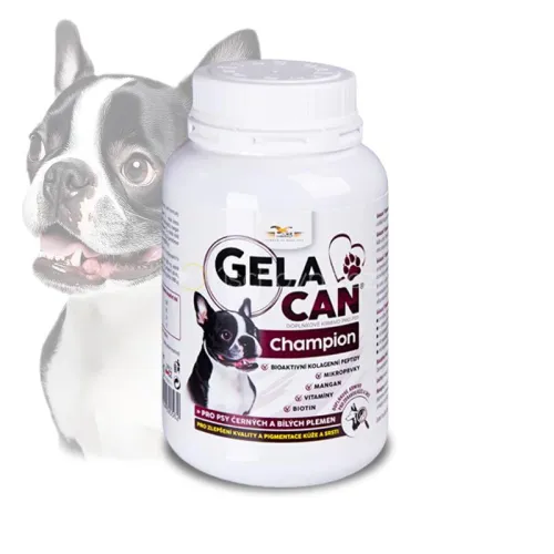 Gelacan Champion negru și alb