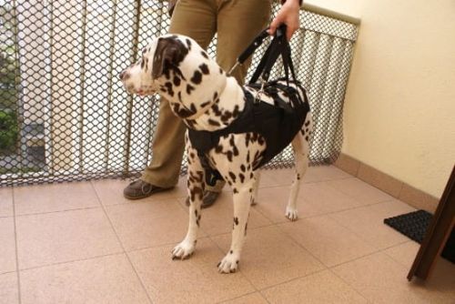 Transportator mare 1b.jpg