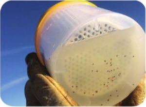 Varroa Easy Check - monitorizarea Varroa jak3-300x221.jpg