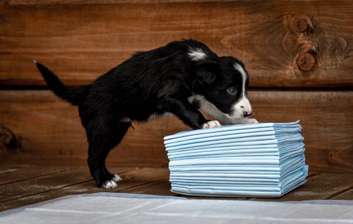 Covoraș absorbant 30 buc. Zolux ZOLUX Maty absorbująca 90 x 60 cm - 30 sztuk-4.jpg