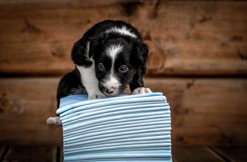 Covoraș absorbant 30 buc. Zolux ZOLUX Maty absorbująca 90 x 60 cm - 30 sztuk-2.jpg