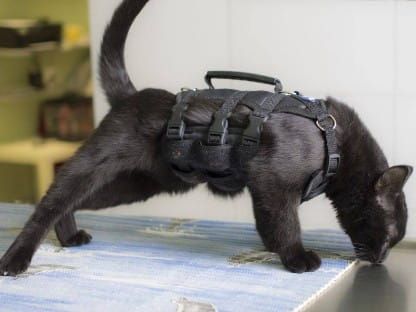 Harnașament pentru vestă uprz---kamizelkowa-dla-kota_63c69894.jpg