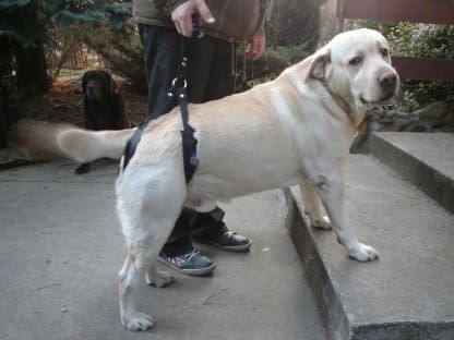 Harnașament standard plus szelki-standard-plus-dla-psa-schody_f47935k5.jpg