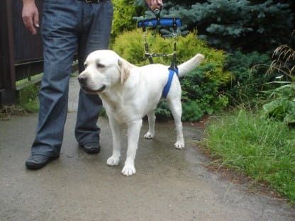 Brățări pe o șină Dsc03226.jpg