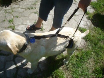 Cureaua de burtă Dsc05090.jpg