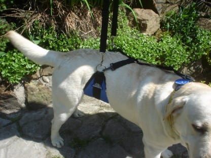 Cureaua de burtă Dsc05066.jpg