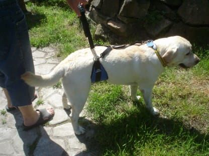 Cureaua de burtă Dsc05074.jpg