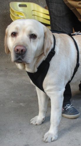 Suport pentru antebraț szelki-przedpiersiowe-3.jpg