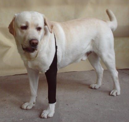 ciorap frontal SPANDEX ponczocha-dla-psa-przod-4_3p93286d.jpg
