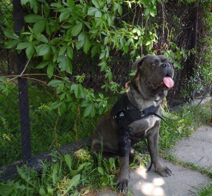 Suport stabilizat pentru umăr și cot Shoulder---elbow-orthosis-stabilized-for-dog-admiral-2-orteza-barkowo--okciowa-dla-psa.jpg