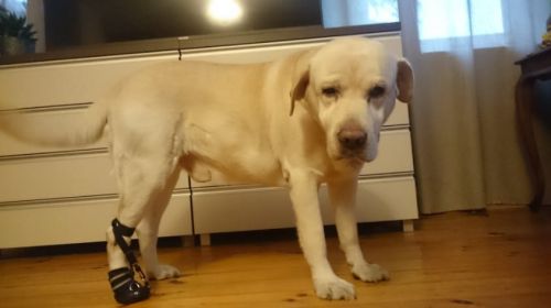 Pantof de tracțiune DORSI-FLEX DSC_0098_7_b9s57fep.jpg