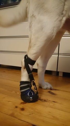 Pantof de tracțiune DORSI-FLEX DSC_0095_7_t3s567n5.jpg