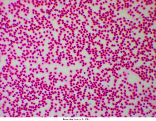 Microscop Delta Optical Genetic Pro Bino Delta-Optical-Genetic-Pro-Bino-12.jpg