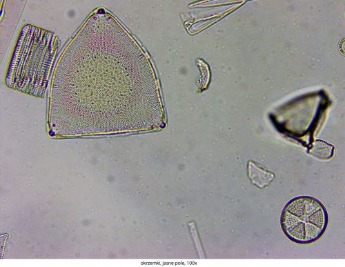Microscop Delta Optical Genetic Pro Bino Delta-Optical-Genetic-Pro-Bino-10.jpg