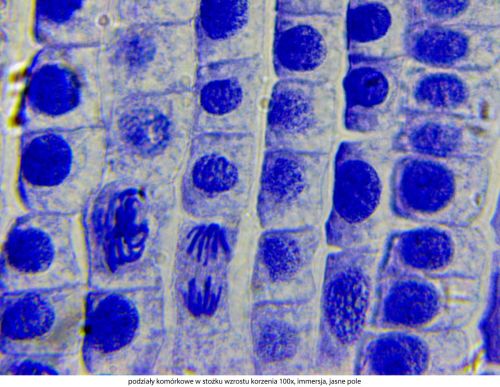 Microscop Delta Optical Genetic Pro Bino Delta-Optical-Genetic-Pro-Bino-8.jpg