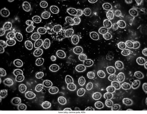 Microscop Delta Optical Genetic Pro Trino Delta-Optical-Genetic-Pro-Bino-14.jpg