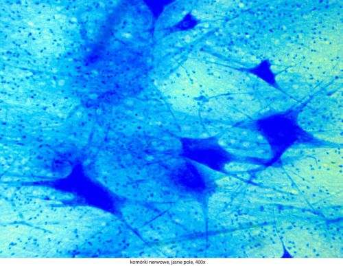 Microscop Delta Optical Genetic Pro Trino Delta-Optical-Genetic-Pro-Bino-13.jpg