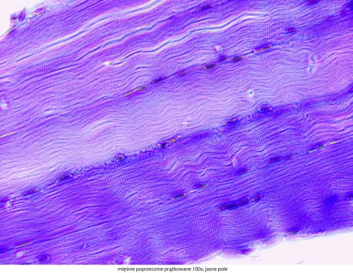 Microscop Delta Optical Genetic Pro Trino Delta-Optical-Genetic-Pro-Bino-9.jpg