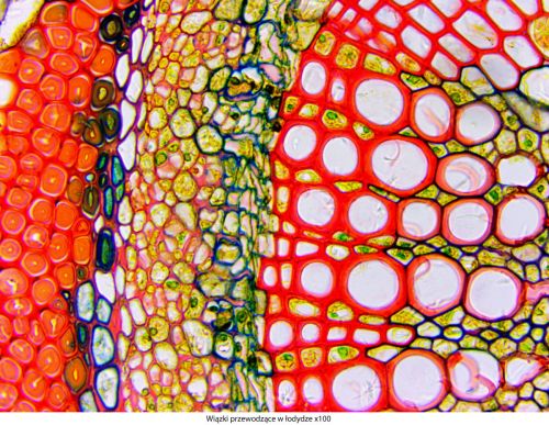 Microscop Delta Optical Genetic Pro Trino Delta-Optical-Genetic-Pro-Bino-5.jpg