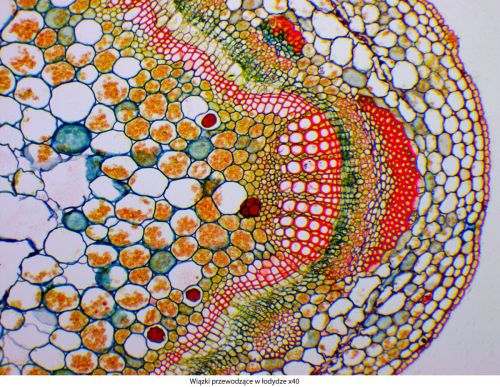 Microscop Delta Optical Genetic Pro Trino Delta-Optical-Genetic-Pro-Bino-4.jpg