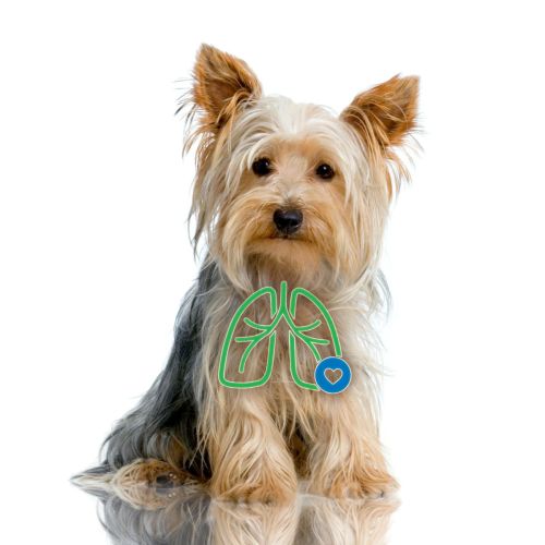 AeroDawg inhalator pentru câini mici aerodawg-dla-psow-przy-chronicznym-zapaleniu-oskrzeli.jpg