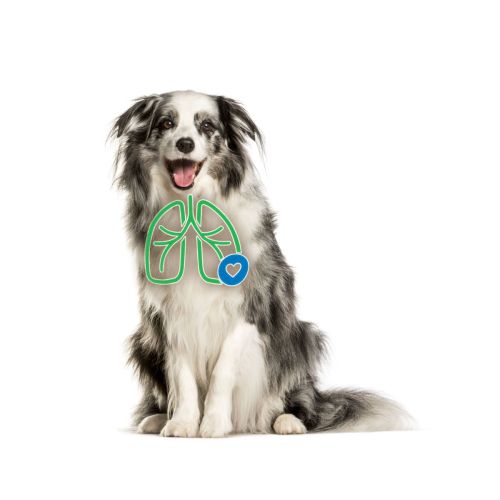 AeroDawg inhalator pentru câini mari aerodawg-dla-psow-przy-zapaleniu-oskrzeli.jpg