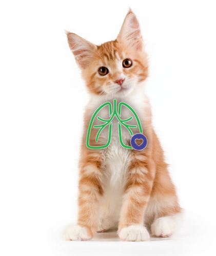 AeroCat inhalator pentru pisici aerokat-dla-kotow-z-symptomami-astmy.jpg