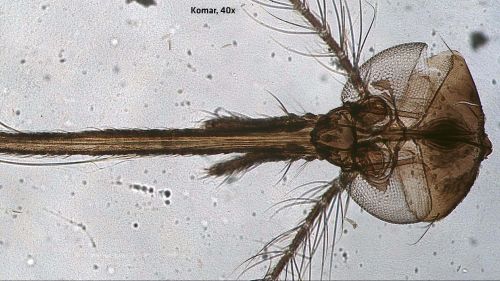 Microscop Pro Trino + cameră foto + afișaj 20160216_080645_377685.jpg
