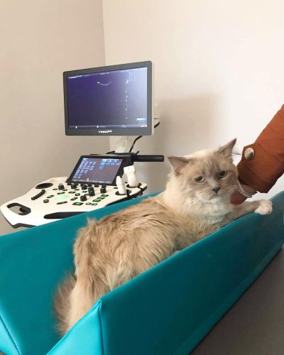 Poziționer de diagnosticare M Diagnostic positioner 5-min.jpg