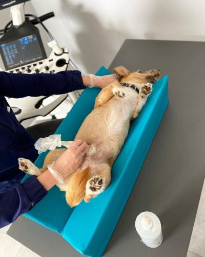 Poziționer de diagnosticare M Diagnostic positioner 7-min.jpg