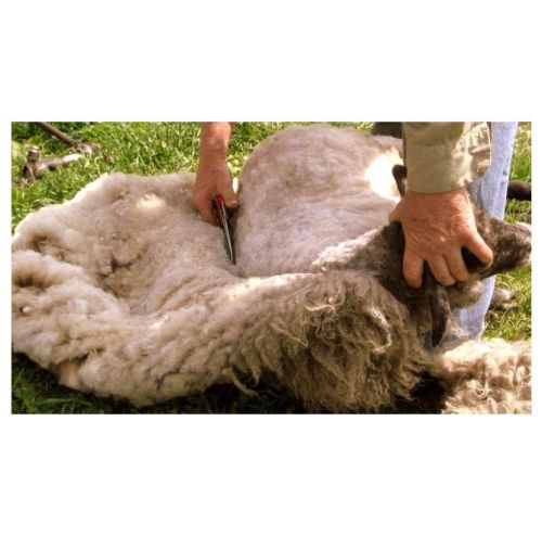 Foarfece de mână pentru tunderea oilor - tip C Reczne-nozyce-do-strzyzenia-owiec---typ-C-3.jpeg