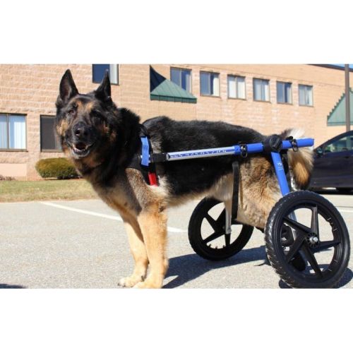 Scaun cu rotile pentru câini din rase mari Walkinpets walkinpets-wozki-inwalidzkie-duzy-rozmiar-32-68-kg (2).jpg