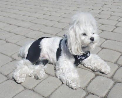 Pantaloni scurți de reabilitare cu sistem de conectare spodenki-rehabilitacyjne-dla-psa-admiral-3.jpg