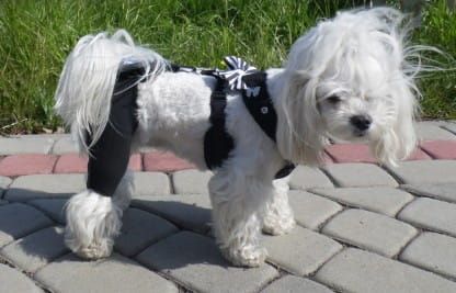 Pantaloni scurți de reabilitare cu sistem de conectare spodenki-rehabilitacyjne-dla-psa-admiral-1.jpg