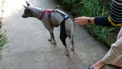 Pantaloni scurți de reabilitare cu sistem de conectare spodenki-rehabilitacyjne-dla-psa-7.jpg