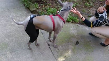 Pantaloni scurți de reabilitare cu sistem de conectare spodenki-rehabilitacyjne-dla-psa-4.jpg