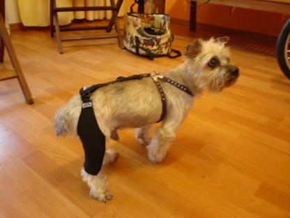 Pantaloni scurți de reabilitare cu sistem de conectare DSC02000.jpg