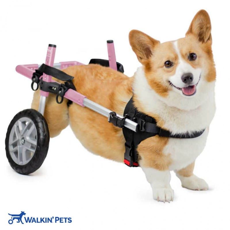 CORGIE Scaun cu rotile pentru câini Walkinpets