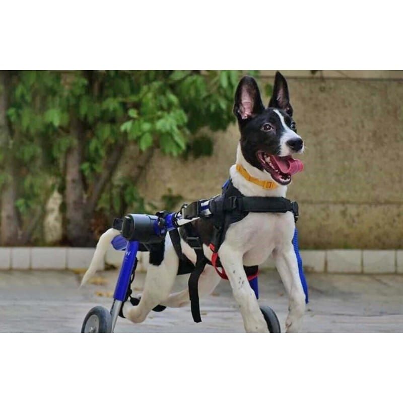Scaun cu rotile pentru câini 12 - 23 kg