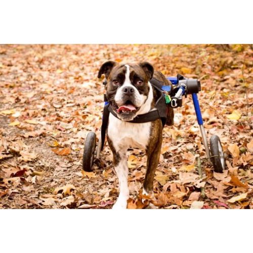 Scaun cu rotile pentru câini 12 - 23 kg walkinpets-wozki-inwalidzkie-sredni-rozmiar-12-31-kg (1).jpg