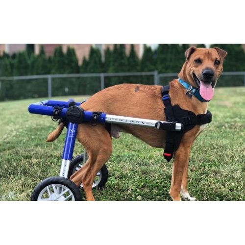 Scaun cu rotile pentru câini 12 - 23 kg walkinpets-wozki-inwalidzkie-sredni-rozmiar-12-31-kg.jpg