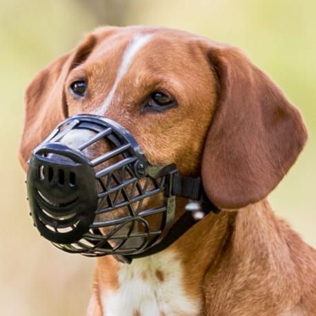 Mufă de câine din plastic kaganiec-1-plastik.jpg